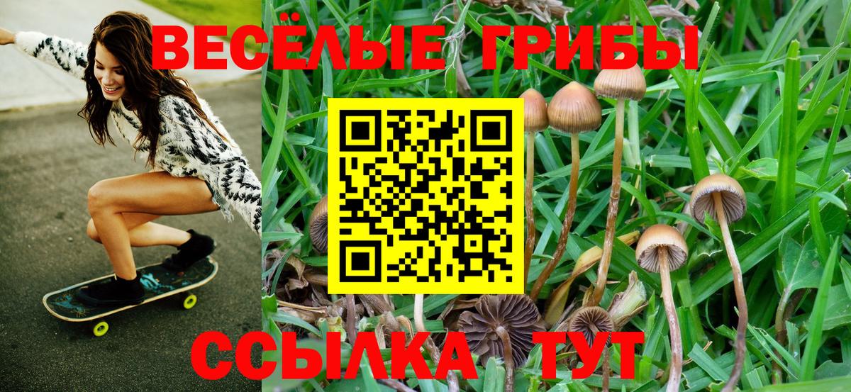 Галлюциногенные грибы Psilocybe Кинель